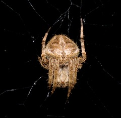 Neoscona menghaiensis