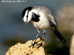 White Wagtail photo 4