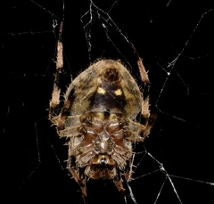 Neoscona menghaiensis