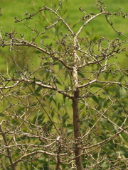 Lycianthes lycioides