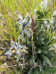 Chloraea magellanica