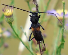 Tragidion coquus