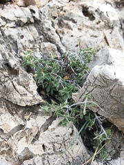 Fendlerella utahensis