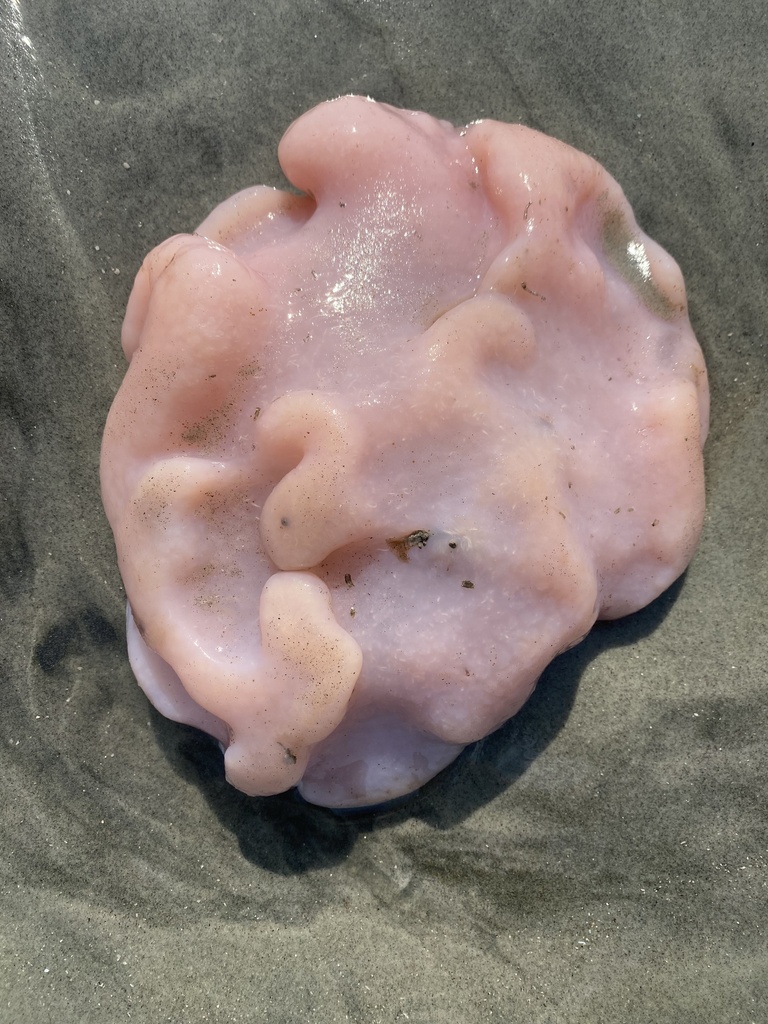 Atlantic Sea Pork