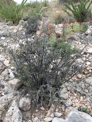 Fendlerella utahensis