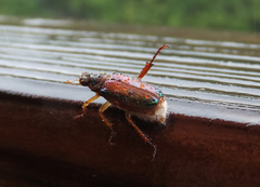 Dichelonyx subvittata