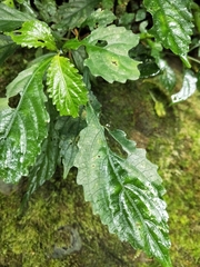 Strobilanthes flexicaulis
