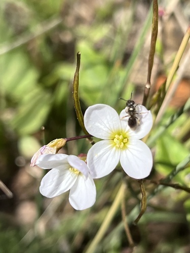 iNaturalist observation photo of milkmaids