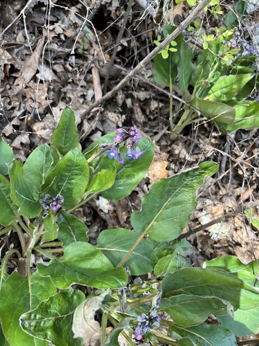 iNaturalist observation photo of Pacific hound's tongue