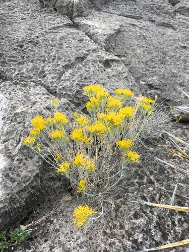 Ericameria nauseosa var. texensis