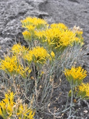 Ericameria nauseosa texensis
