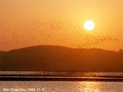 Sibirionetta formosa