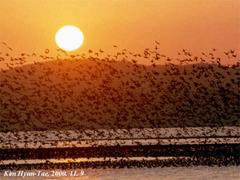 Sibirionetta formosa