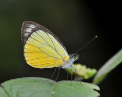 Leptophobia caesia