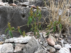 Acalypha neomexicana