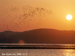 Sibirionetta formosa