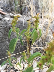 Acalypha neomexicana