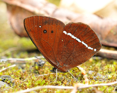Lymanopoda albocincta