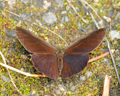 Lymanopoda albocincta