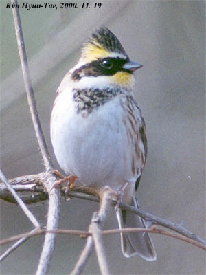 Yellow-throated Bunting (Emberiza elegans), photo 7