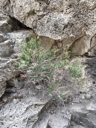Havard's False Willow (Baccharis havardii)