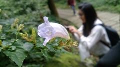 Strobilanthes flexicaulis