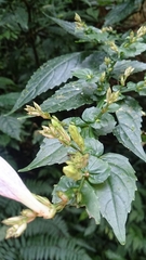 Strobilanthes flexicaulis