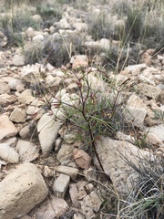 Dicranocarpus parviflorus