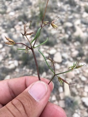 Dicranocarpus parviflorus