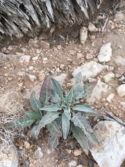 Oenothera brachycarpa