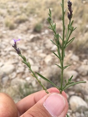 Verbena perennis