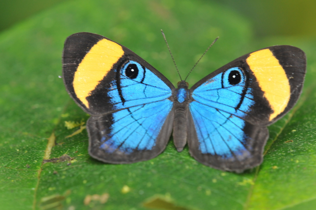 Mesosemia pacifica