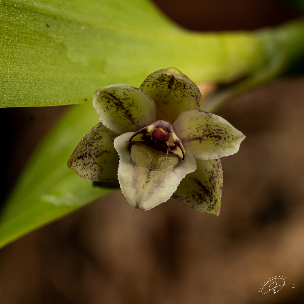 Scaphyglottis modesta