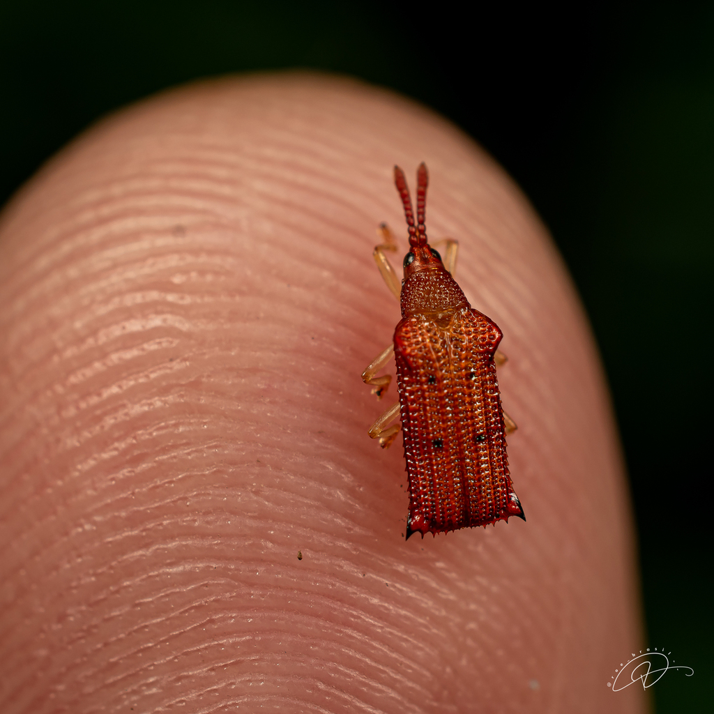 Octhispa pustulata