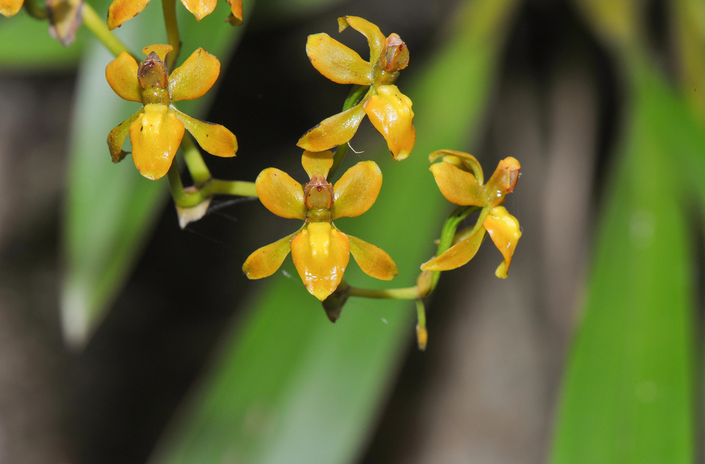 Cyrtochilum tricostatum