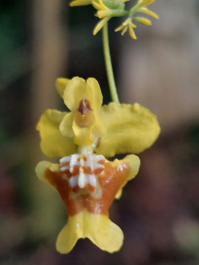Oncidium adelaidae