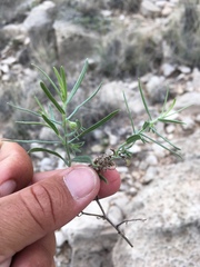 Lithospermum incisum