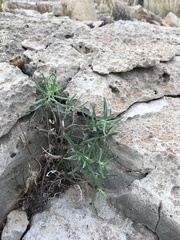 Lithospermum incisum