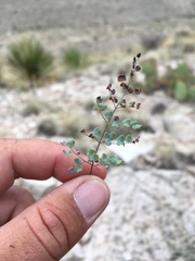 Argyrochosma microphylla