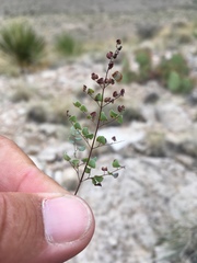 Argyrochosma microphylla