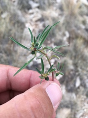 Euphorbia exstipulata