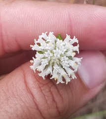 Melanthera angustifolia