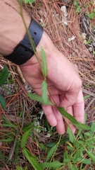 Melanthera angustifolia