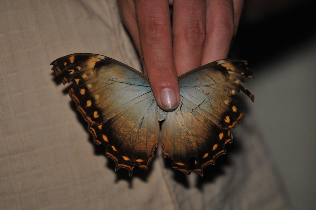 Stub-tailed Morpho