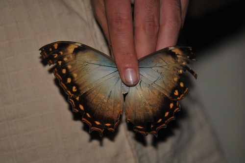 Stub-tailed Morpho