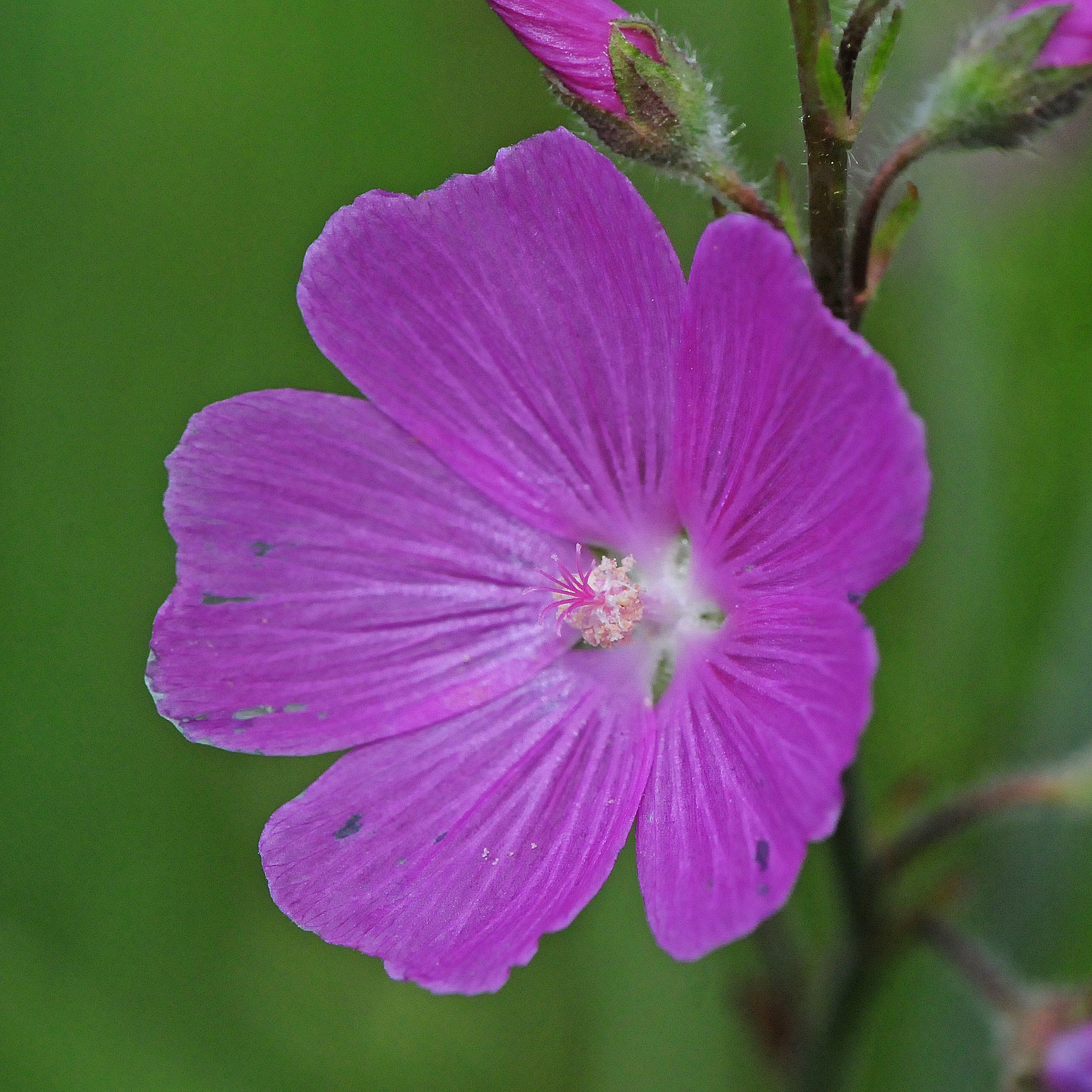 Sidalcea neomexicana