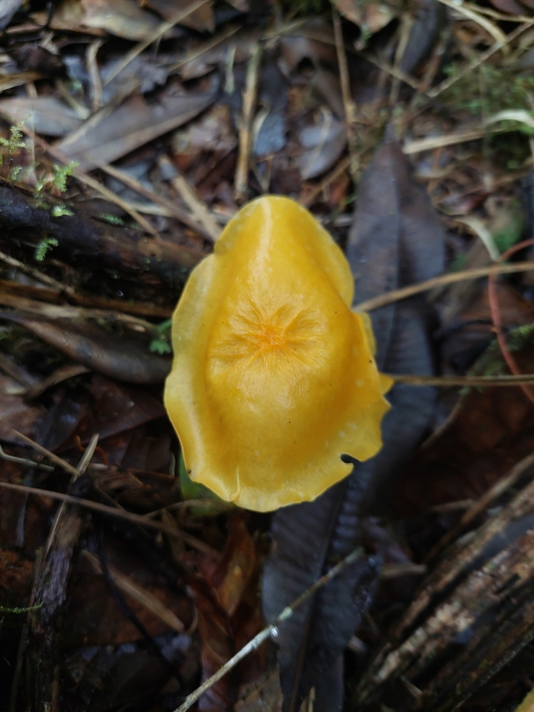 Marasmius hymenogloeus · April 2023 · photo: © danielmesa1 (iNaturalist, cc-by)