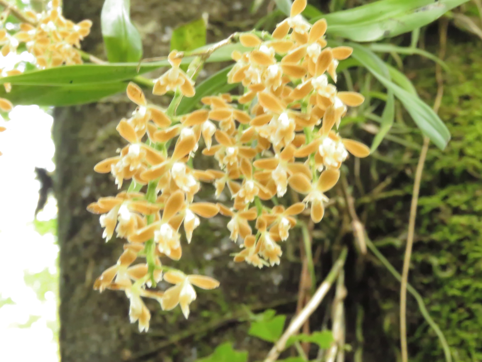 Epidendrum tuxtlense Hágsater, García-Cruz & L.Sánchez 2