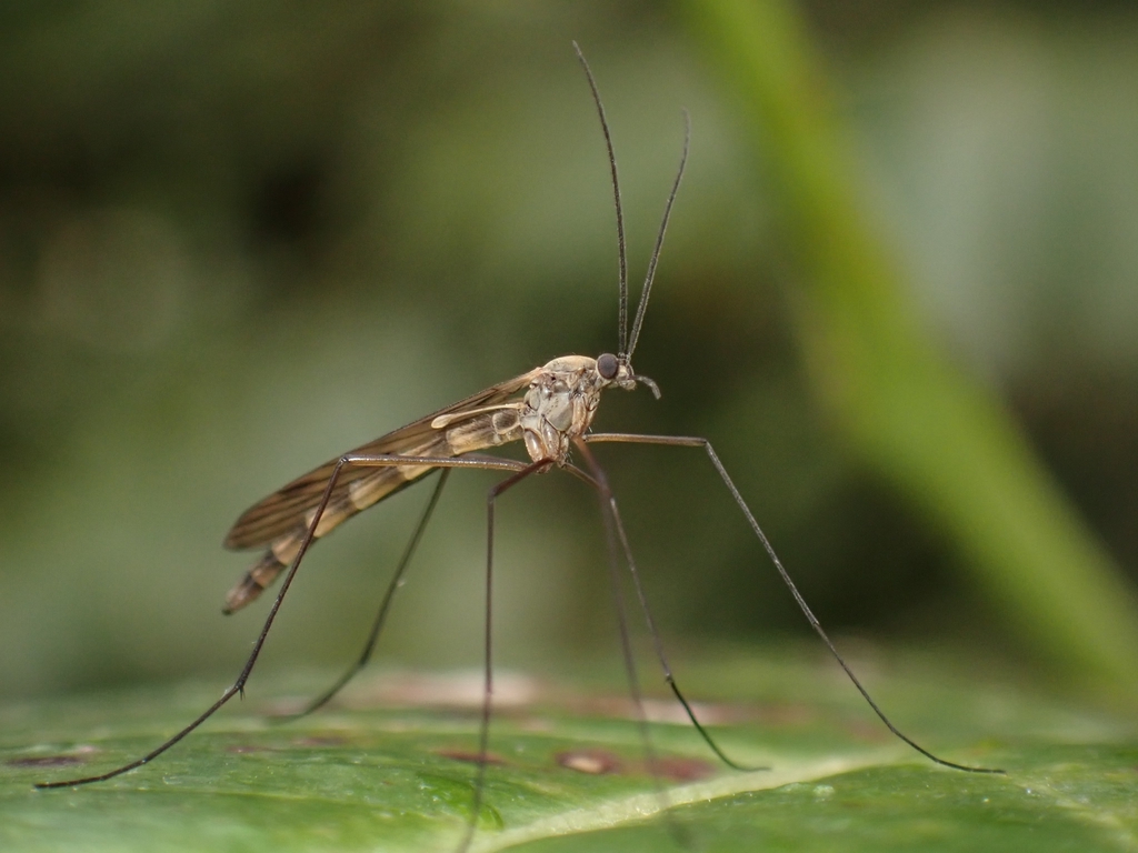 Cramptonomyia spenceri