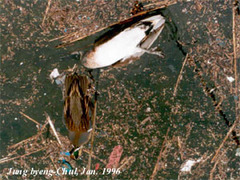 Sibirionetta formosa